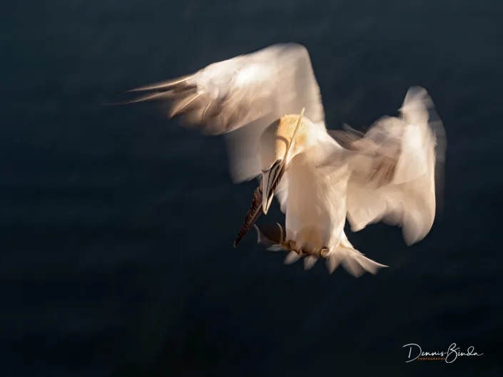 Northern Gannet - Jan van Gent - Morus bassanus