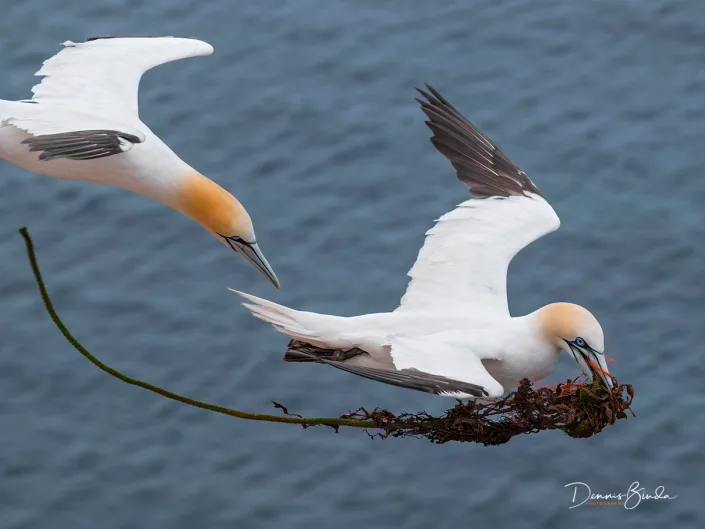 Northern Gannet - Jan van Gent - Morus bassanus