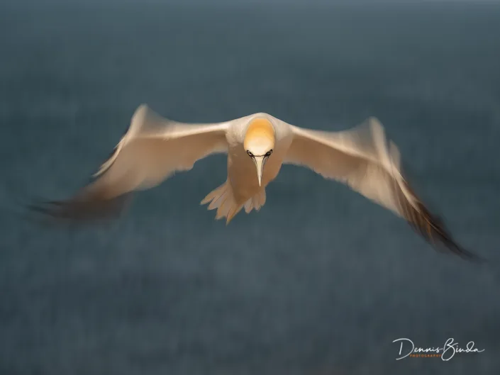 Northern Gannet - Jan van Gent - Morus bassanus