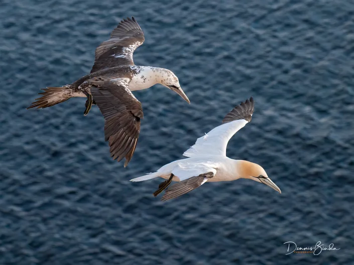 Northern Gannet - Jan van Gent - Morus bassanus