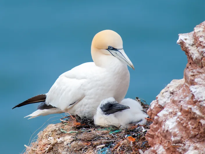 Northern Gannet - Jan van Gent - Morus bassanus