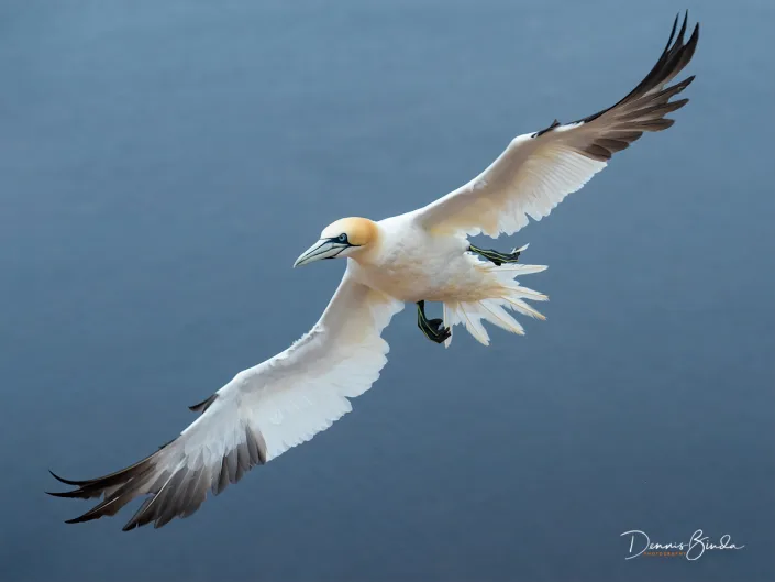 Northern Gannet - Jan van Gent - Morus bassanus