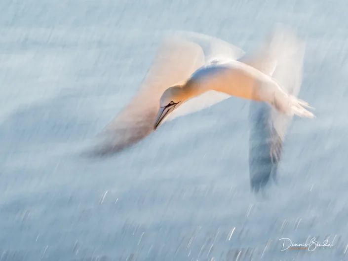 Northern Gannet - Jan van Gent - Morus bassanus