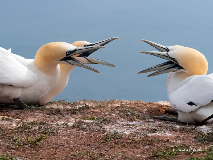 Northern Gannet - Jan van Gent - Morus bassanus