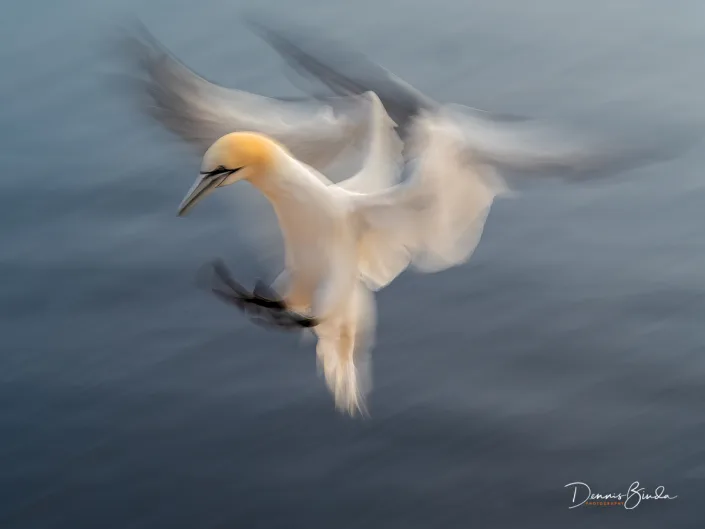 Northern Gannet - Jan van Gent - Morus bassanus