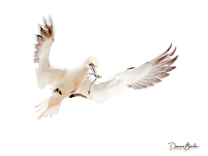 Northern Gannet - Jan van Gent - Morus bassanus