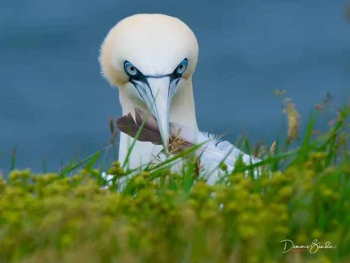 Northern Gannet - Jan van Gent - Morus bassanus