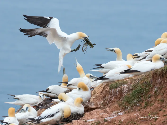 Northern Gannet - Jan van Gent - Morus bassanus