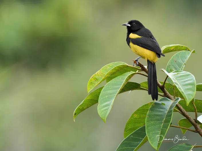 Black-cowled oriole, Zwartborsttroepiaal between leaves