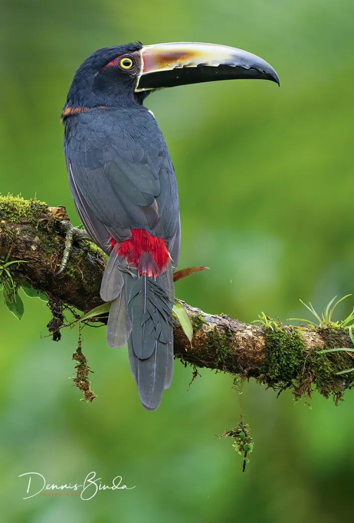 Collared aracari, Halsbandarassari portret