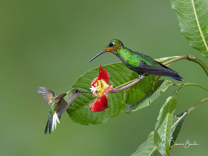 Green-crowned brillant - Black-bellied hummingbird