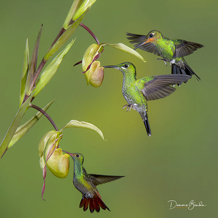 Green-crowned brillant - Rufous-tailed hummingbird
