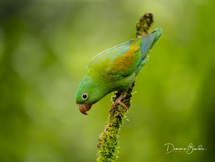 Orange-chinned parakeet, Toviparkiet on a branch
