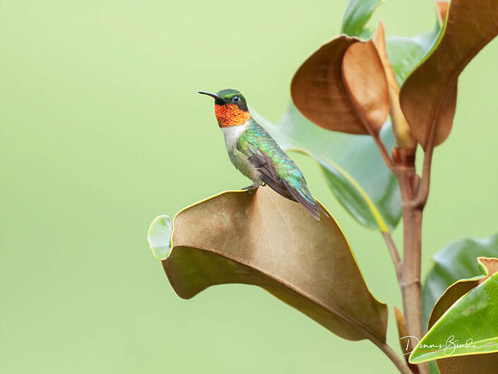 Ruby-throated Hummingbird - Robijnkeelkolibrie