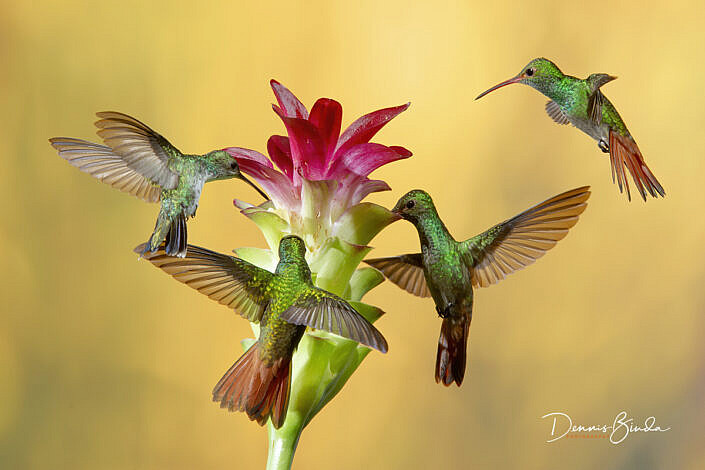 Rufous-tailed Hummingbirds - Roodstaartamazilia