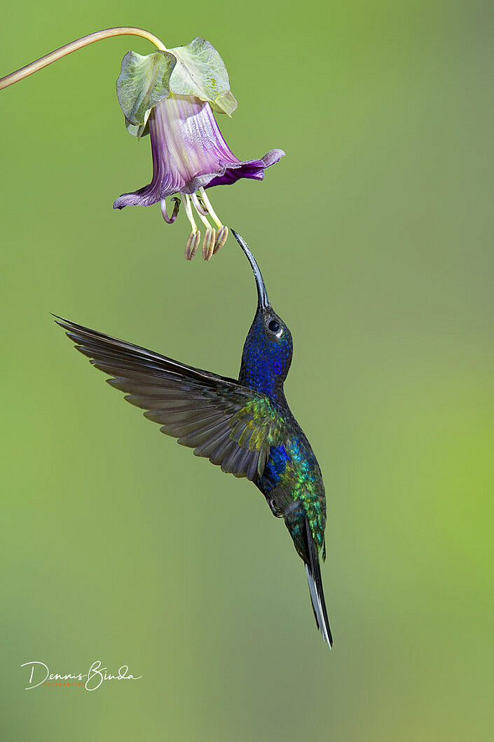 Violet Sabrewing Hummingbird - Violette Sabelvleugel Kolibrie