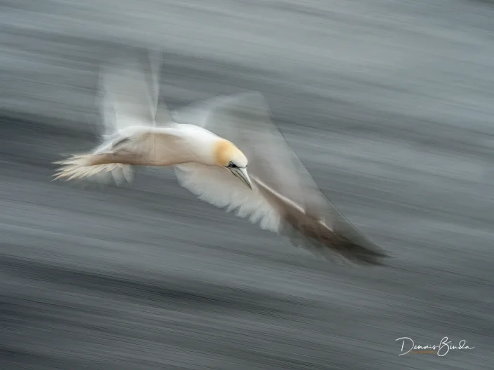 Northern Gannet - Jan van Gent - Morus bassanus