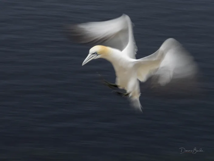 Northern Gannet - Jan van Gent - Morus bassanus