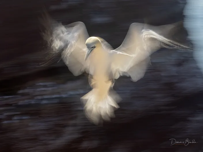 Northern Gannet - Jan van Gent - Morus bassanus