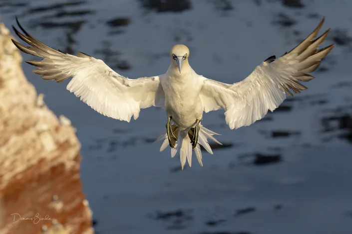 Northern Gannet - Jan van Gent - Morus bassanus