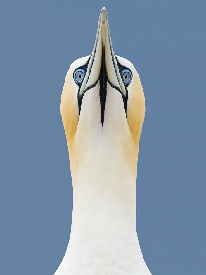 Northern Gannet - Jan van Gent - Morus bassanus