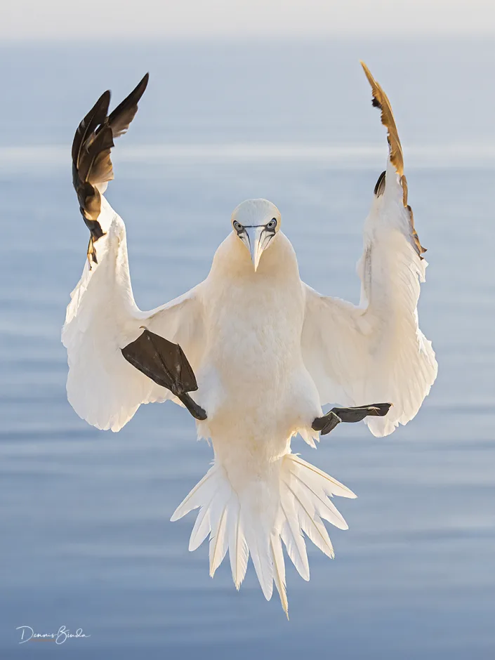 Northern Gannet - Jan van Gent - Morus bassanus