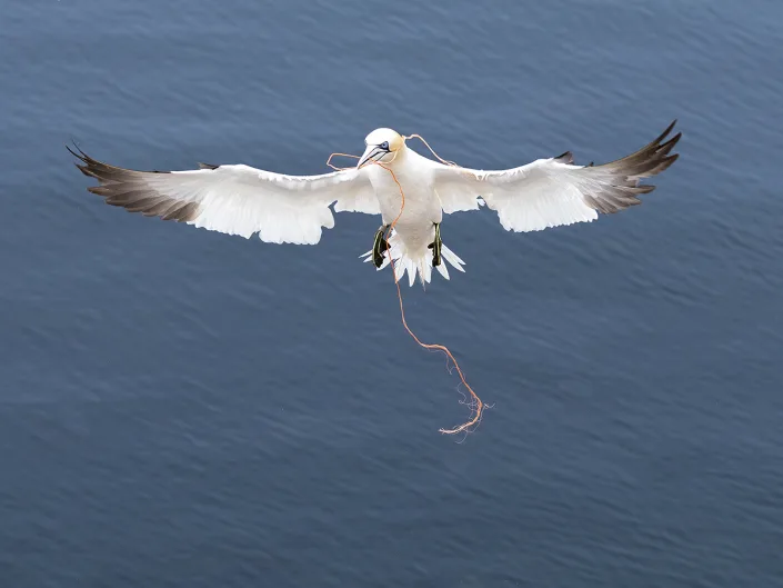 Northern Gannet - Jan van Gent - Morus bassanus
