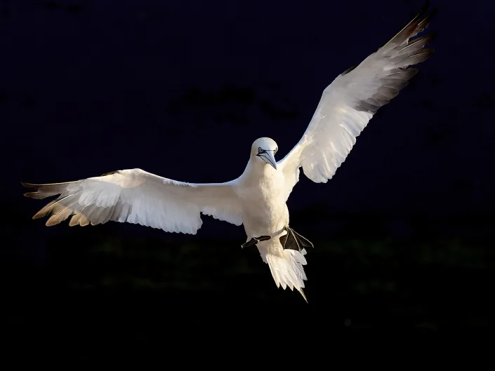 Northern Gannet - Jan van Gent - Morus bassanus
