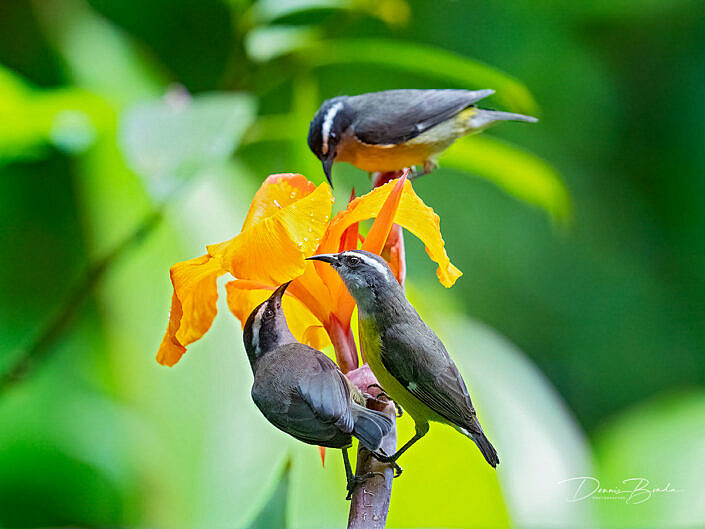 3 Bananaquits, Suikerdiefje on yellow flower