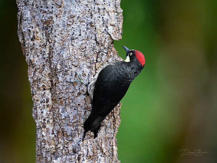 Acorn woodpecker sitting on tree trunk