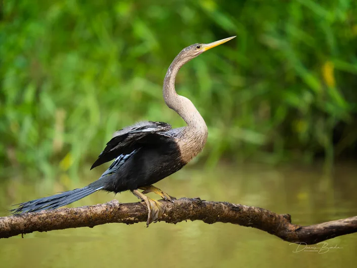 Ahinga, Amerikaanse slangenhalsvogel sitting on a branch