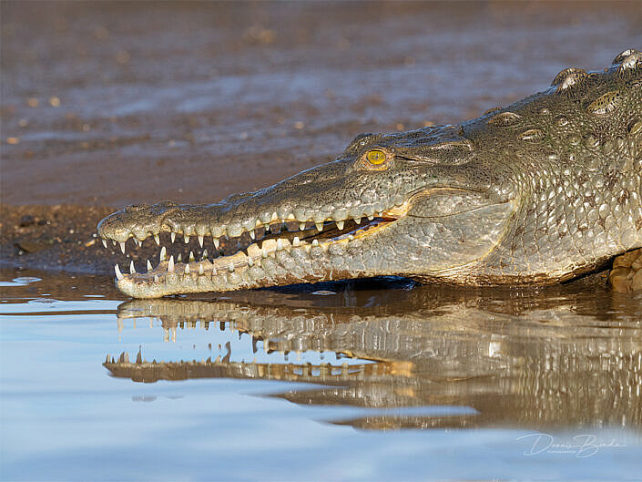 American Crocodile, Amerikaanse krokodil on dry land
