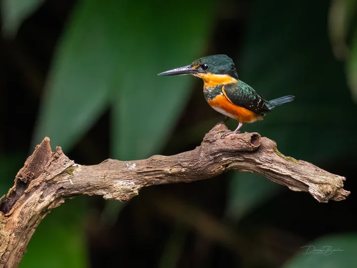 American pygmy kingfisher, Groene dwergijsvogel on a bare branch
