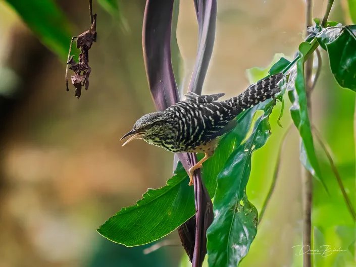 Band-backed wren, Tijgerwinterkoning calling