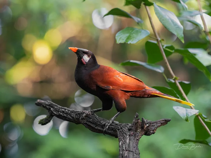 Montezuma oropendola on bare branch