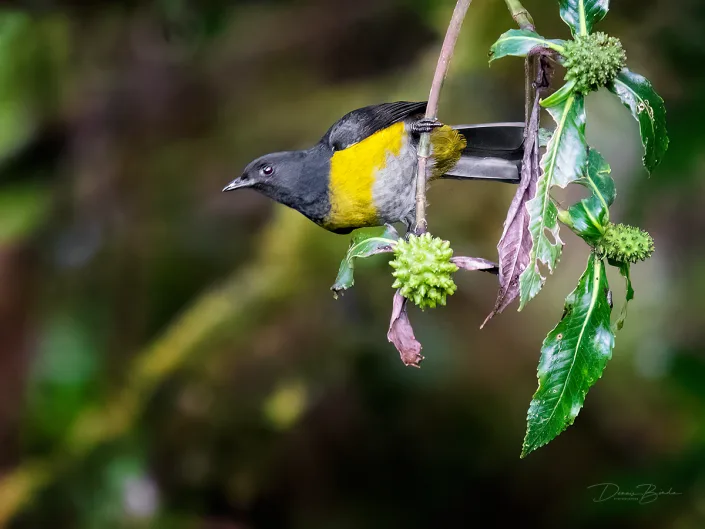 Black-and-Yellow silky-flycatcher, Geelflankzijdevliegenvanger hanging on a branch