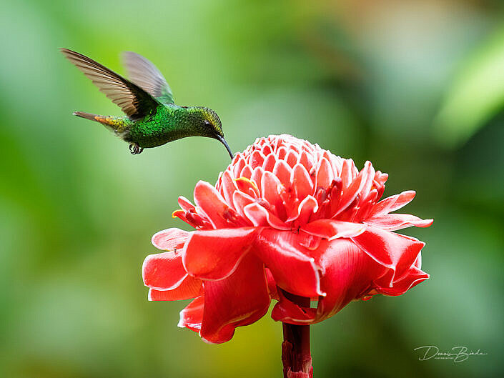 Black-bellied hummingbird, Zwartbuikkolibrie at a red flower