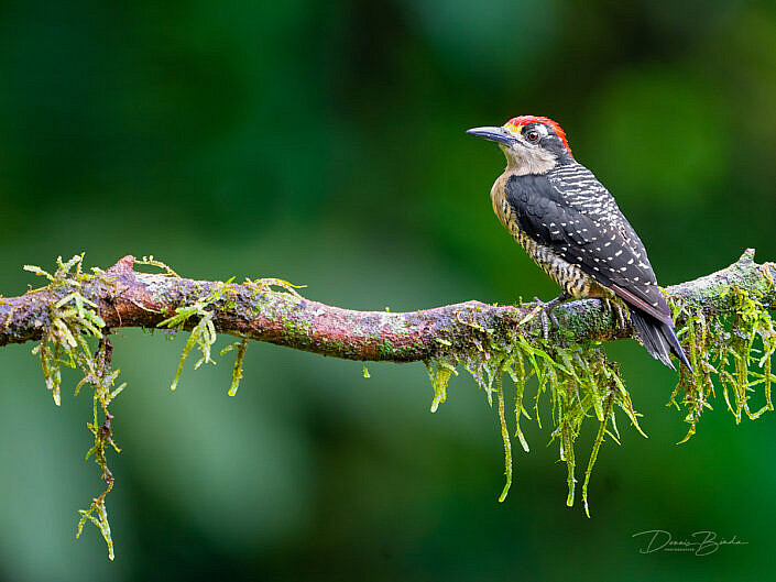 Black-cheeked woodpecker, Zwartwangspecht sitting on branch