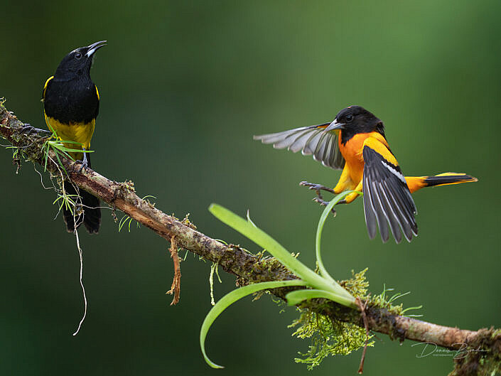 Black-cowled oriole and Baltimore oriole on the same branch