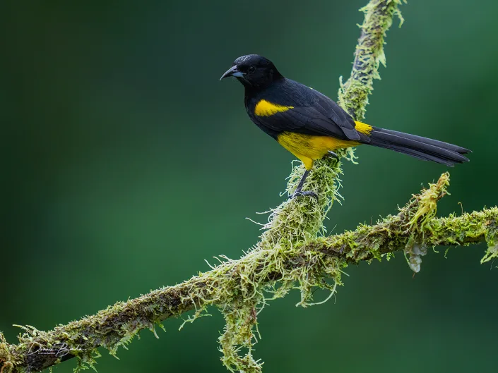 Black-cowled Oriole, Zwartborsttroepiaal on a mossy branch