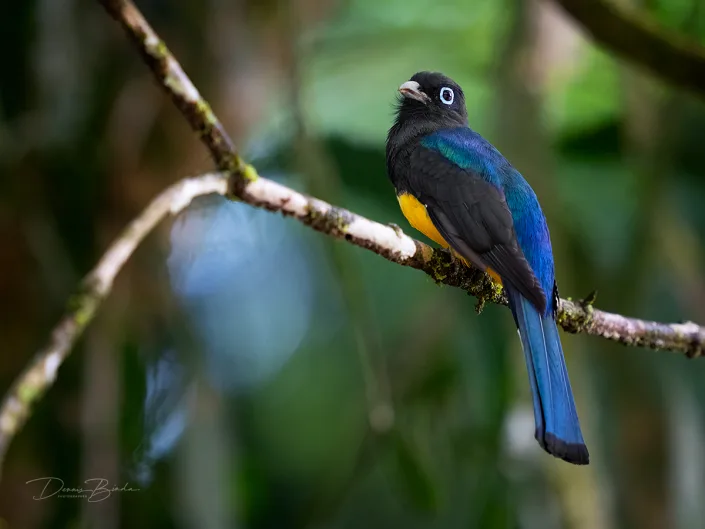 Black-headed trogon, Zwartkoptrogon sitting on a branch