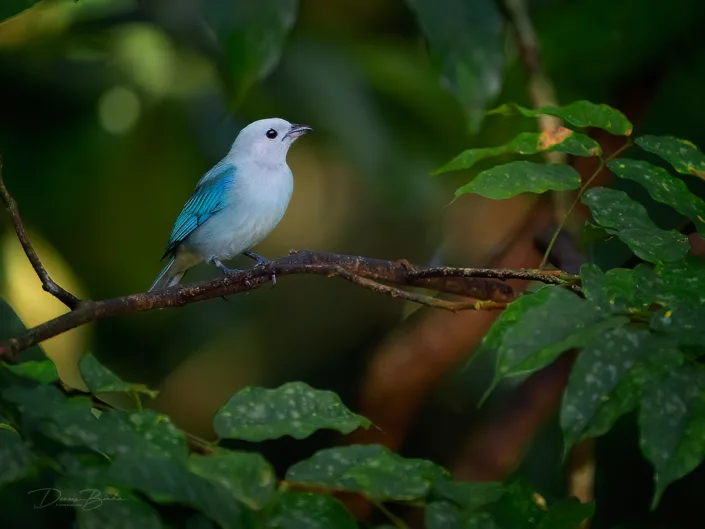 Blue-grey tanager, Bisschopstangare between leaves