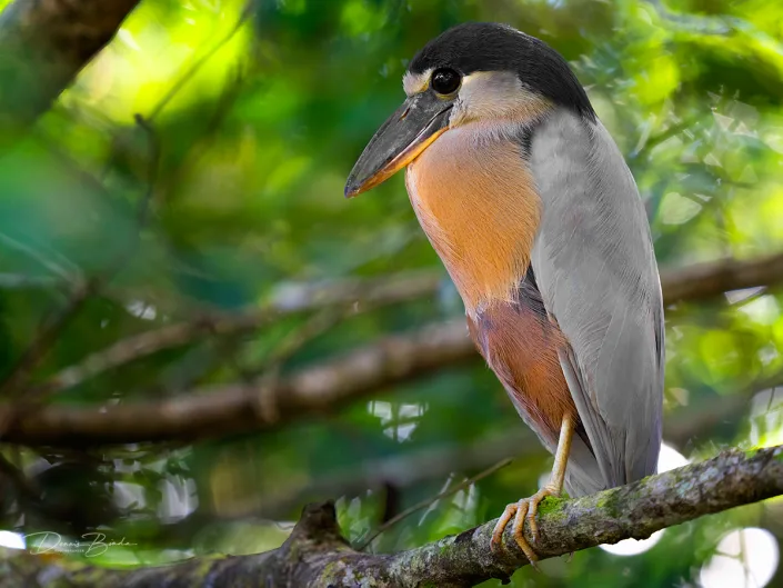 Boat-billed heron, Schuitbekreiger between branches