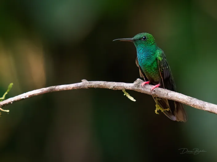 Bronze-tailed plumeleteer, Bronsstaartpluimkolibrie sitting down