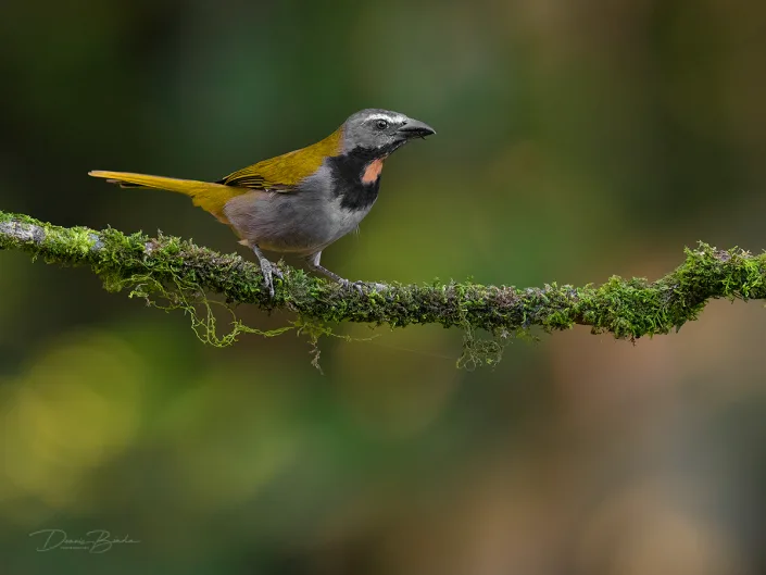 Buff-throated saltator, Bontkeelsaltator on a mossy branch