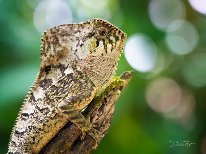 Casqued-headed lizzard, Helmleguaan portrait