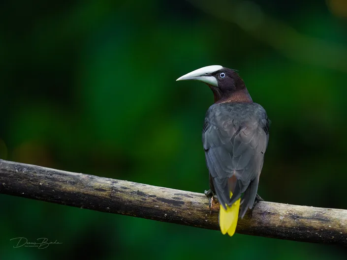 Chesnut-headed Oropendola, Waglers oropendola on a branch