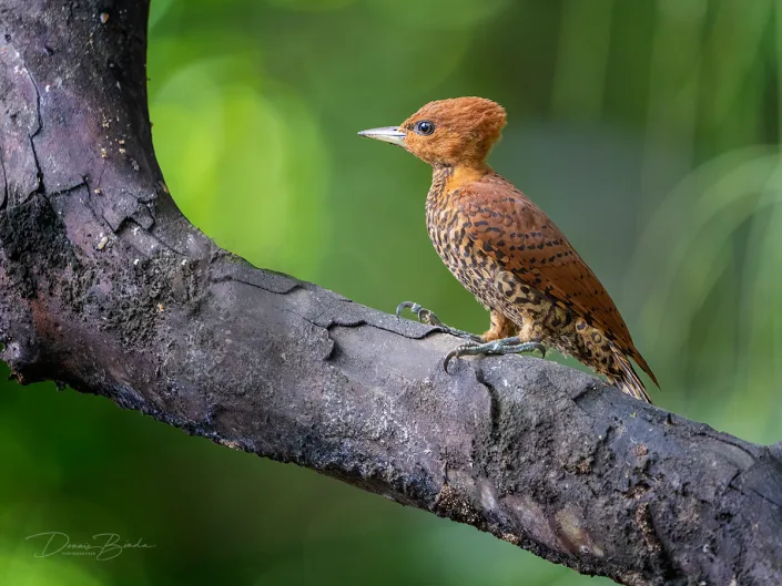 Cinnamon woodpecker, Roodkeelspecht on a branch