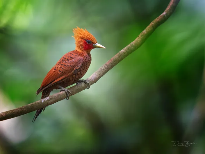 Cinnamon woodpecker, Roodkeelspecht on a bare branch