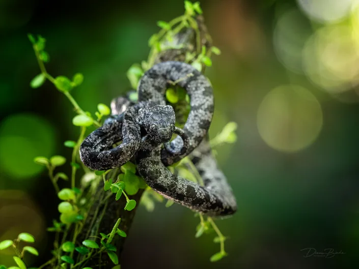 Clouded snake between green leaves